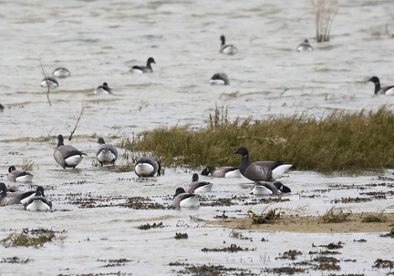 Branta bernicla-8