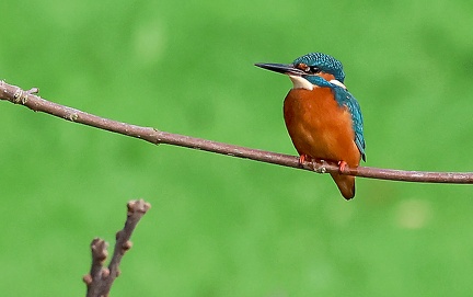 Alcedo atthis-62