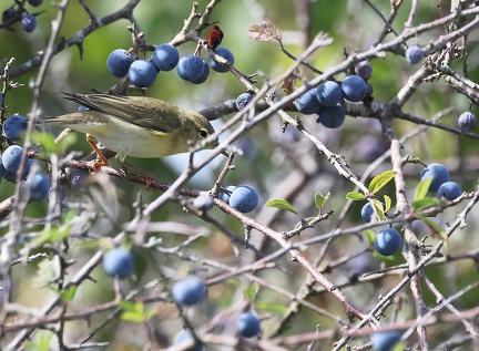 Phylloscopus collybita-8