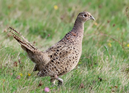 Phasianus colchicus-5