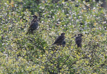 Sturnus vulgaris-4