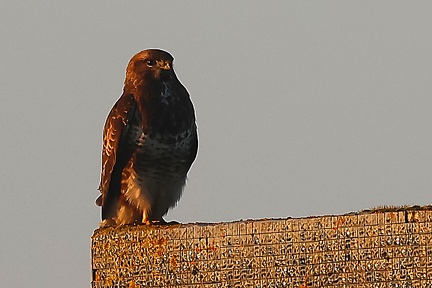 Buteo buteo-1