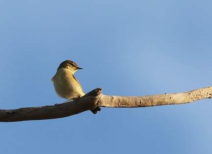 Acrocephalus schoenobaenus-1