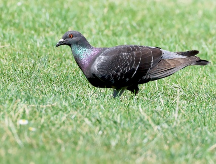 Columba livia