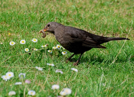 Turdus merula-1