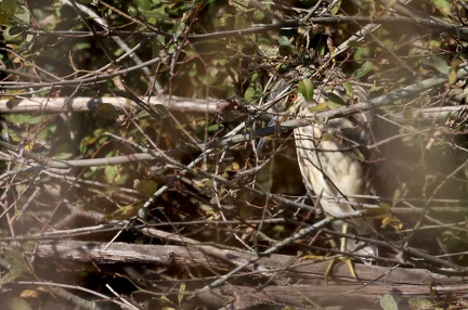 Nycticorax nycticorax-63