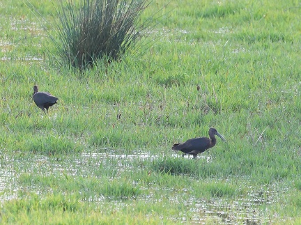 Plegadis falcinellus-8