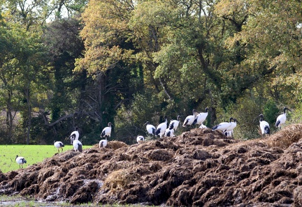 Threskiornis aethiopicus-97