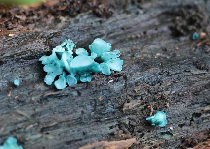 Chlorociboria aeruginascens