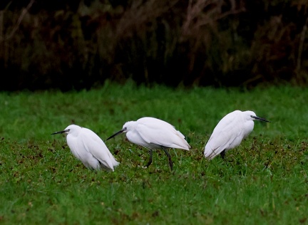 Egretta garzetta-6