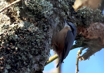 Sitta europaea-4