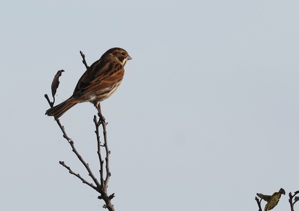 Emberiza schoeniclus-2