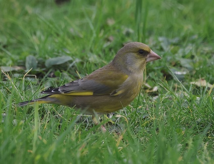 Chloris chloris-11
