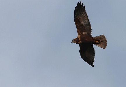 Circus aeruginosus-4