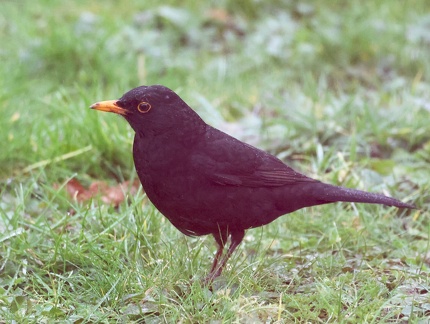 Turdus merula