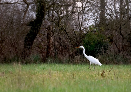 Ardea alba-4