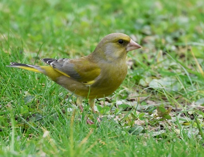 Chloris chloris-12