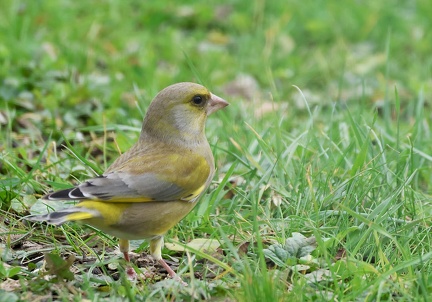 Chloris chloris-13