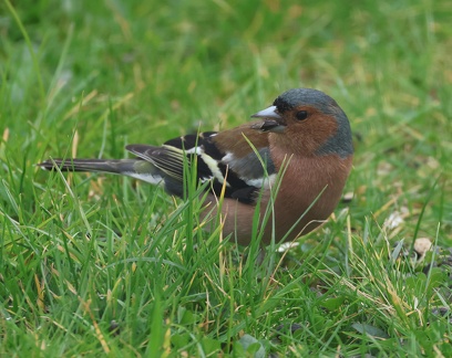 Fringilla coelebs-6