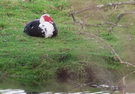 Cairina moschata