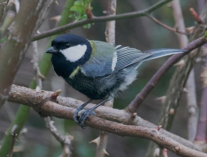 Parus major-2