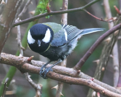 Parus major-21