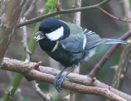 Parus major-22