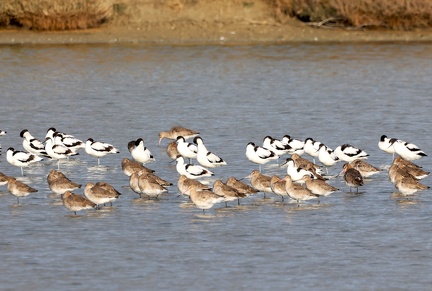 Limosa limosa-9