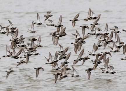 Calidris alpina-41