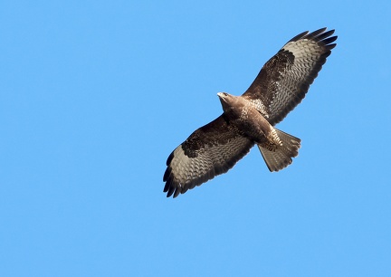 Buteo buteo-2