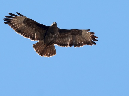 Buteo buteo-22