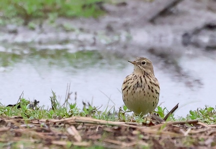 Anthus pratensis-4