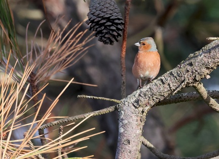 Fringilla coelebs-7