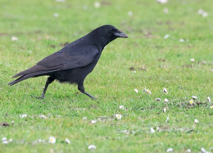 Corvus corax-2