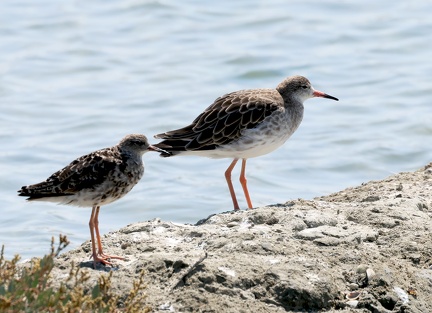 Calidris pugnax-64