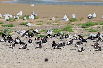 Haematopus ostralegus-91
