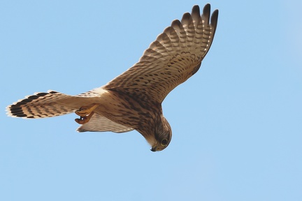 Falco tinnunculus-61