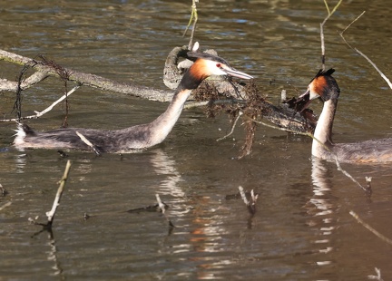 Podiceps cristatus-93