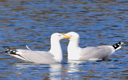 Larus michahellis-1