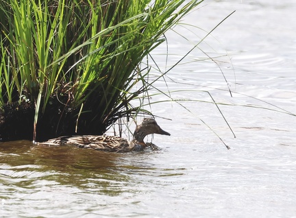 Mareca strepera