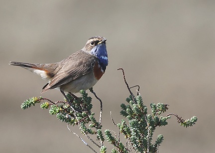 Luscinia svecica-83