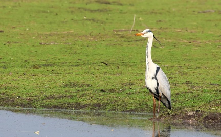 Ardea cinerea-20