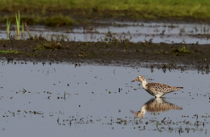 Calidris pugnax-51