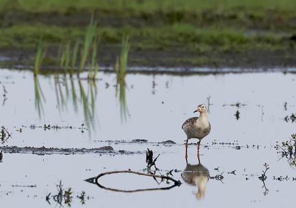 Calidris pugnax-53