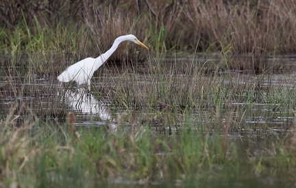 Ardea alba-5