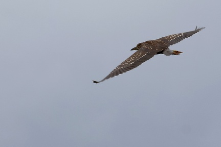 Nycticorax nycticorax-6