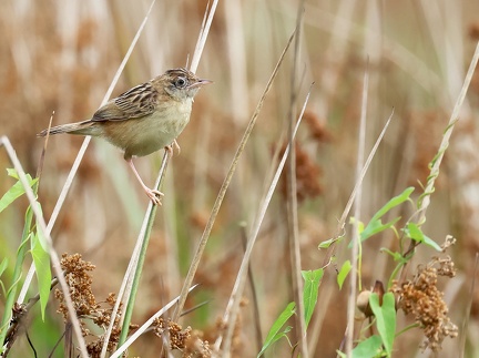 Cisticola juncidis-2