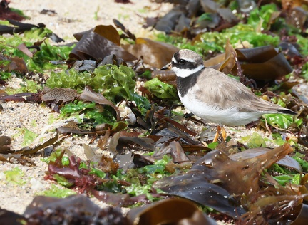 Charadrius hiaticula-22