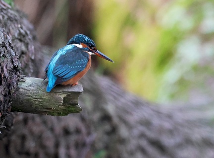 Alcedo atthis-5