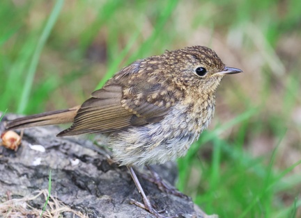 Erithacus rubecula-5